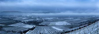 images/panorama/Weinberge-im-Winter©robert@skrobich.de.jpg